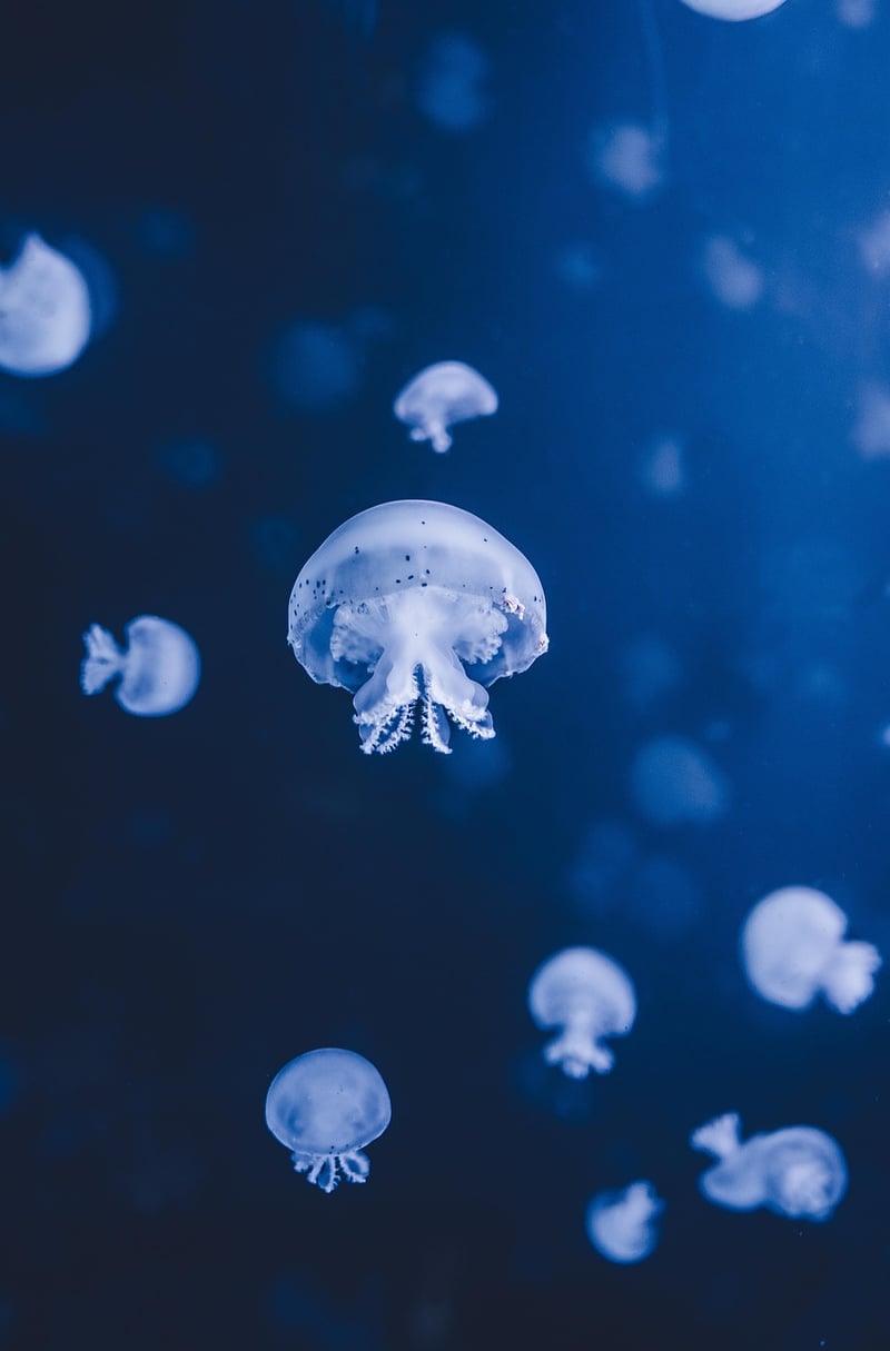 Underwater Wonders