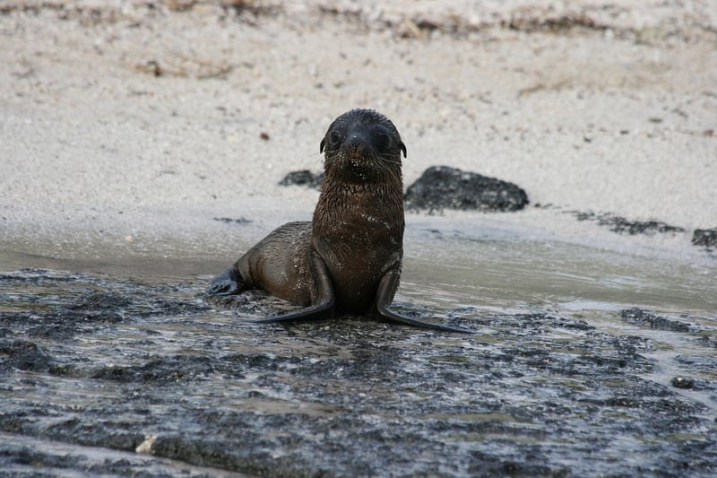 Galapagos Islands